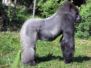 500 lb gorilla